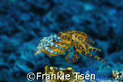 Two Blue ring Octopus.MATING OR TAKING A FREE RIDE.
Zoom... by Frankie Tsen 